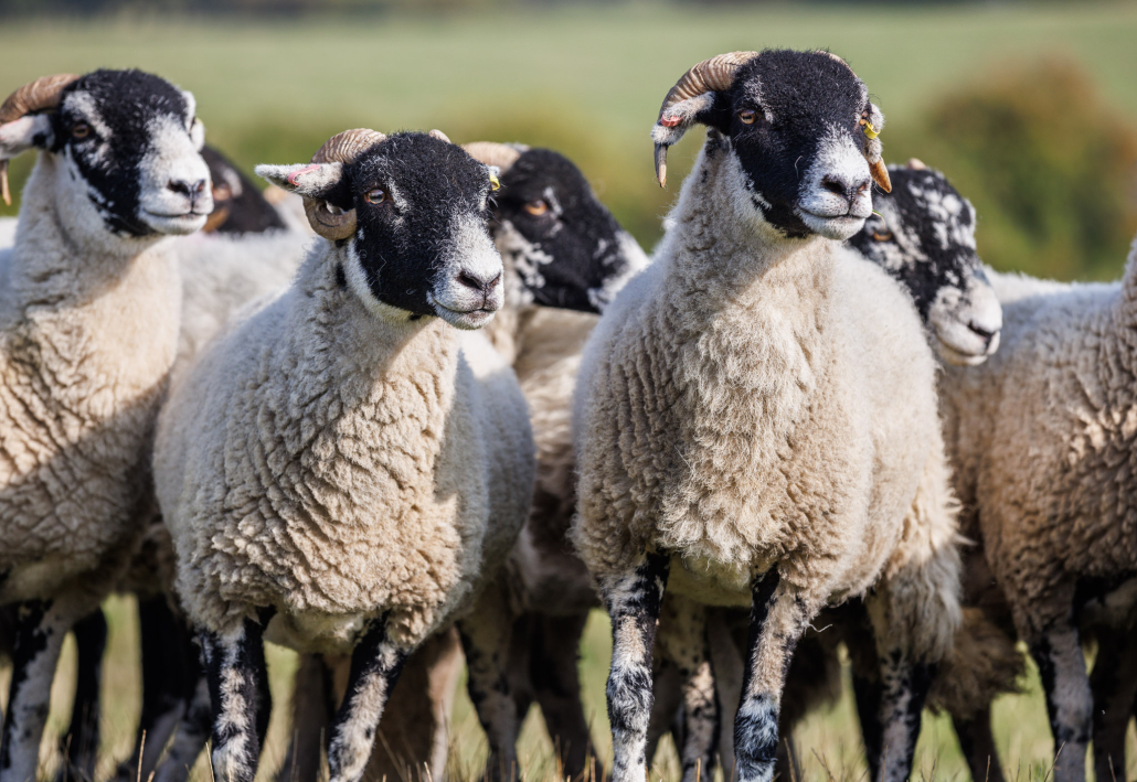 Sheep in action